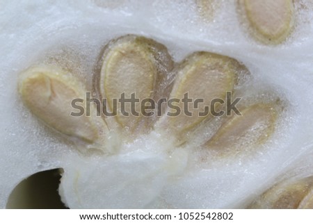 Textures and patterns of the Winter Melon and seeds.(Benincasa  hispida (Thunb.) Cogn. )