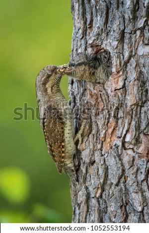 Eurasian Wryneck, Jynx torquilla is perched on the top of the stick in the nice green background, it is near his nest during their nesting season, golden light picture, Czech Republic
