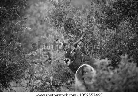 A waterbuck male blendeing into nackground