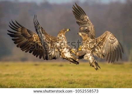 The White-tailed Eagles, Haliaeetus albicilla are fighting in autumn color environment of wildlife. Also known as the Ern, Erne, Gray Eagle, Eurasian Sea Eagle. They threaten with its claws. 
