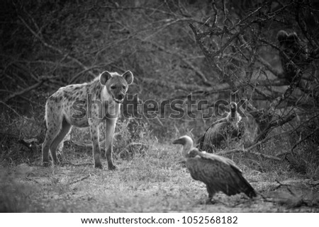 Spotted hyena and white backed vulture
