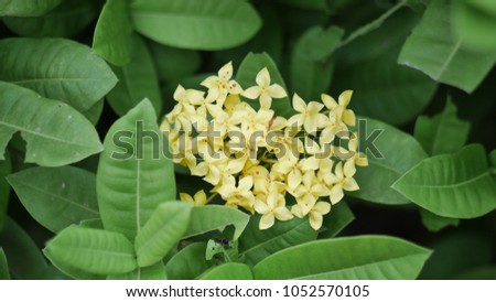 The yellow Ixora coccinea flower with many green leafs background. The group of flowers like a heart. The picture concepts for celebration, visit, gift, fever, plants, natural, garden, luxury, love.