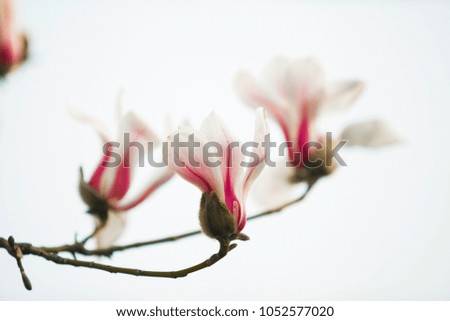 Magnolia flowers background