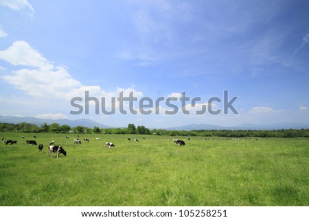 Cow and  blue  sky in   field  (  Hachimantai,  Iwate,  Touhoku, Japan)