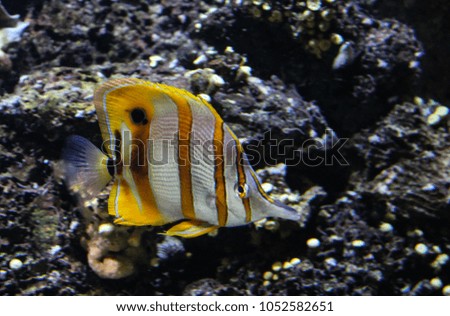  pincetvis (Chelmon rostratus) swimming underwater