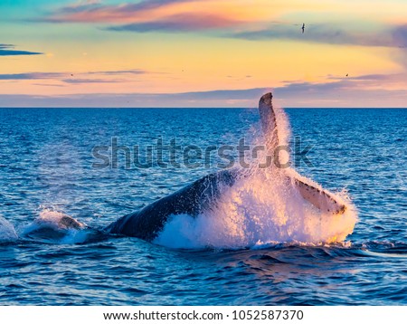 Humpback Whale breaching in deep blue sea at Iceland in the morning Royalty-Free Stock Photo #1052587370