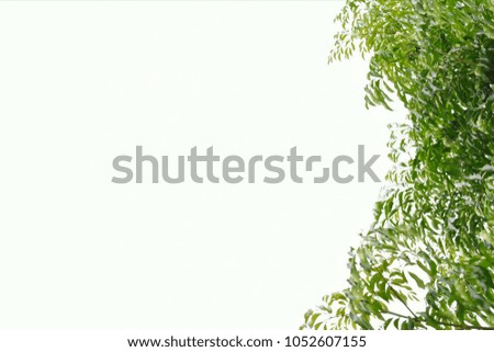 Topical green leaves on space white sky background