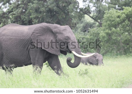 African elephant cow feasting on green grass