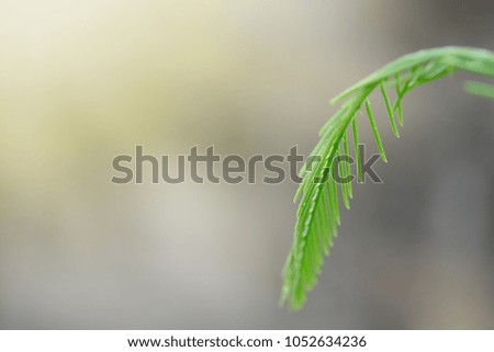 leaf on background