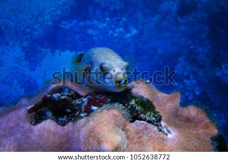 Deep sea, terrarium, tropic, zoo, tropical, adventure apex aquatic atlantic bahama caribbean close colorful conservation coral
