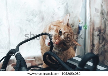 Ginger Cat tries to Bite the Wires on Mining Computer Open Stand Royalty-Free Stock Photo #1052656082