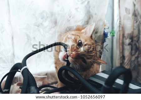 Ginger Cat tries to Bite the Wires on Mining Computer Open Stand Royalty-Free Stock Photo #1052656097