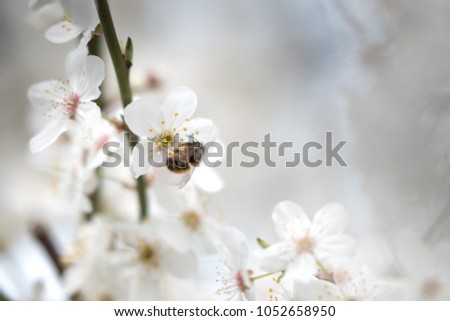 a flowering plum in the garden