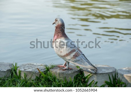 Close up of beautiful pigeon bird