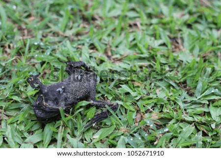 carcass of a dead toad on the grass with bluebottles flying around , swarm
