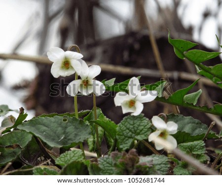 White Viola flower