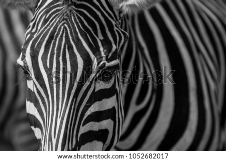 Close up portrait of a young zebra