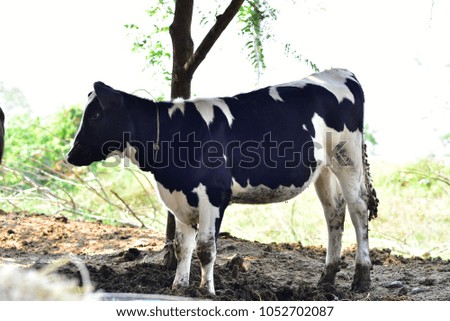 black and white young dairy cow in asia Thailand.