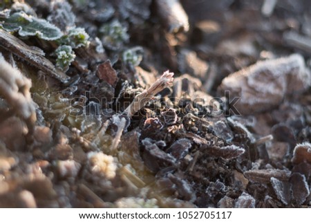 forest soil with green  frost-covered plants and grass with dew 
