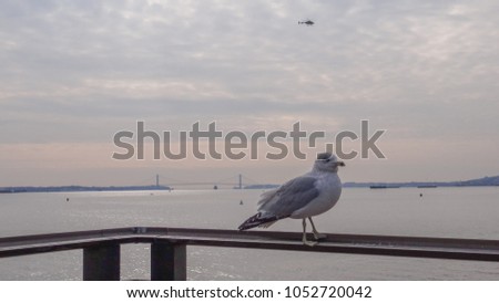 Seagull in front of New York City, white seagull in front of ocean