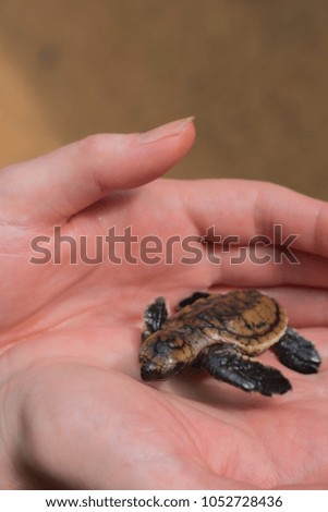 A newborn little turtle in the hand of a man.