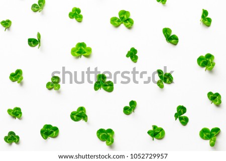 Clovers plant lying on white background