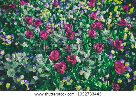 Colorful flowers in Washington D.C., USA. The huge amount of various flowers such as pansies and tulips can be found there. Toned
