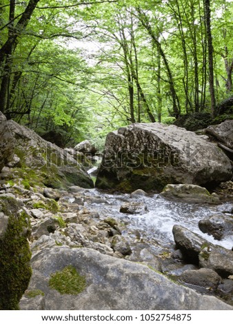 a river in a picturesque mountain canyon amidst huge stones. It is found among dense thickets of trees. color photo.