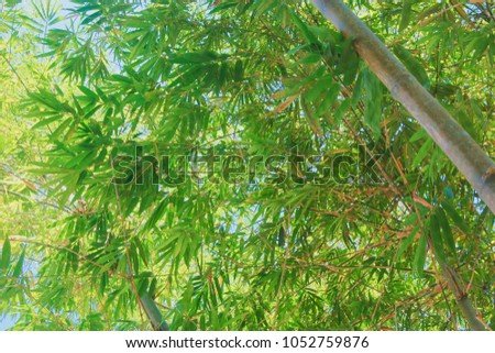 Translucent bamboo leaf with blur background.