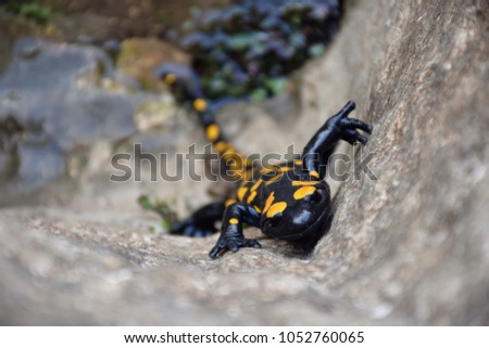 yellow spotted salamander, israel