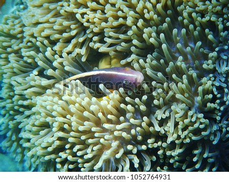 Cartoon fish, sea anemone