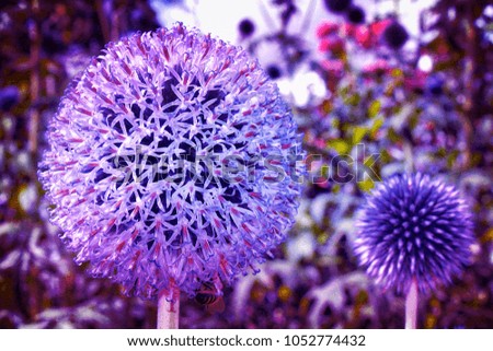 Globe thistle Flowers