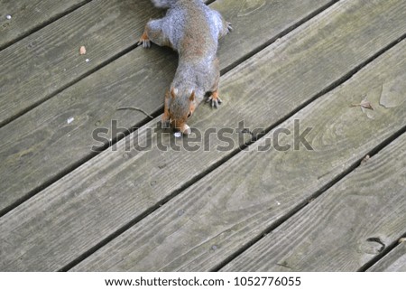 squirrel on a deck