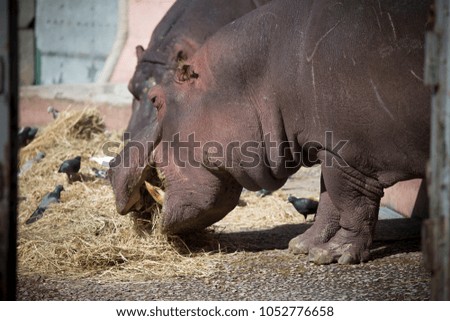 A hippopotamus is opening its mouth wide