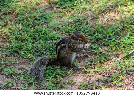 Chipmunk sits and eats nut