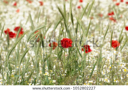Poppy flowers, white daisies and wheat in the field