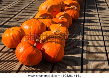 Exhibition of pumpkins in botanical garden