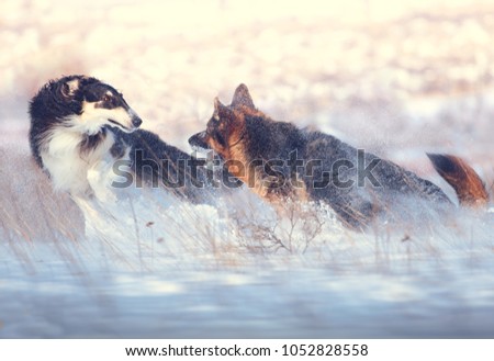German shepherd and black with white Russian borzoi game in the snow on winter background