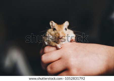 a cream gerbil in the hands of a child