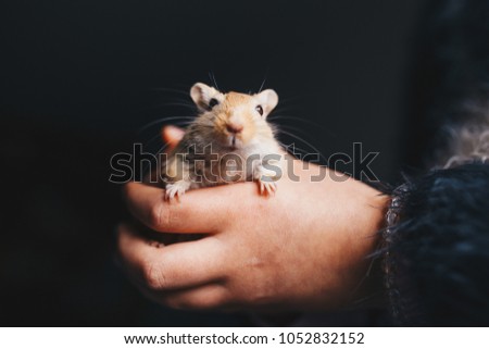 a cream gerbil in the hands of a child