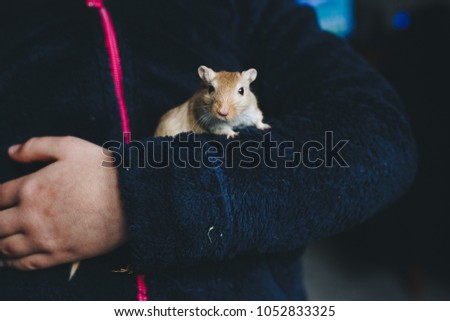 a small cream gerbil walks in the arms of a child