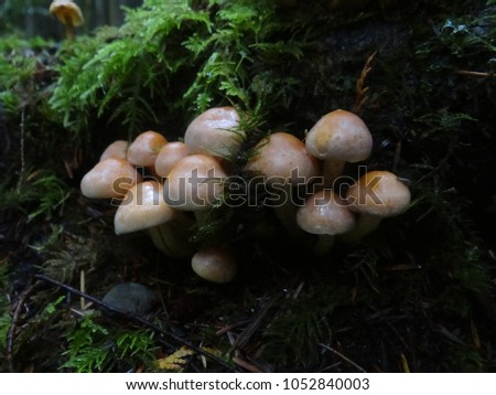 Group of Mushrooms