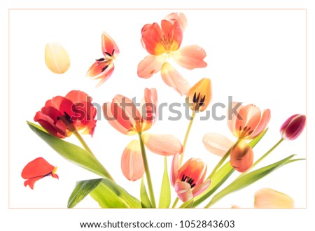 tulips on white background Royalty-Free Stock Photo #1052843603