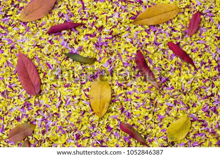 two-color floral background of yellow and blue petals of chrysanthemum close-up. on top are multi-colored autumn leaves of trees