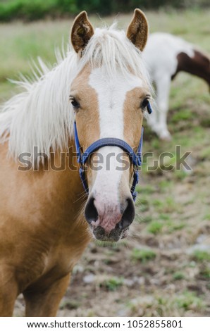 Young horse looking at the camera in natural space.