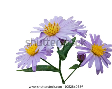 Purple flowers Blurry picture white background Paste clipping path