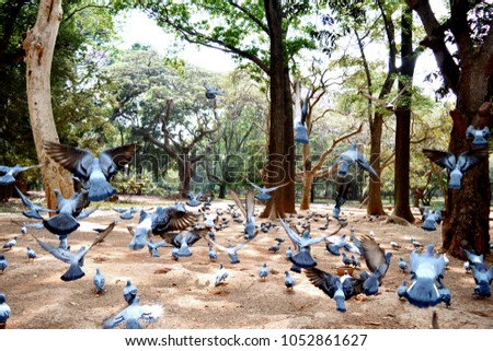 picture of a flying flock of pigeons in Bangalore
