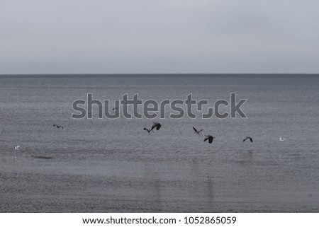 A flock of herons flying over the water on a calm day