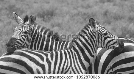 Zebras are standing together. It is a good pictures of wildlife. Photos made with short distance and excellent light.