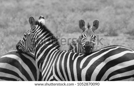 Zebras are standing together. It is a good pictures of wildlife. Photos made with short distance and excellent light.